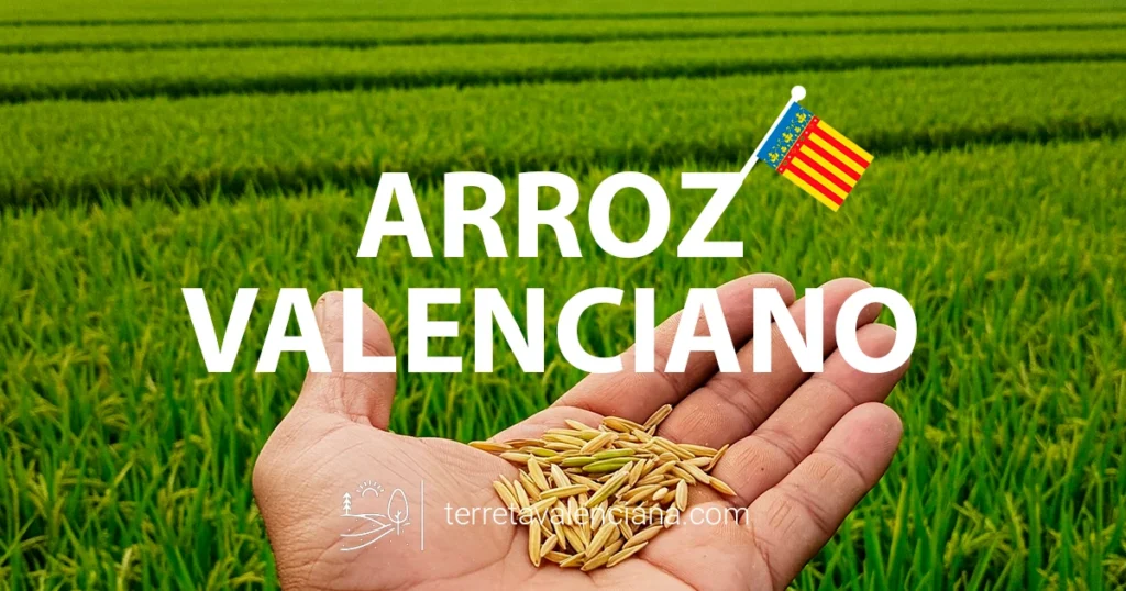 Arroz Valencia Terreta Valenciana Autóctono Calidad