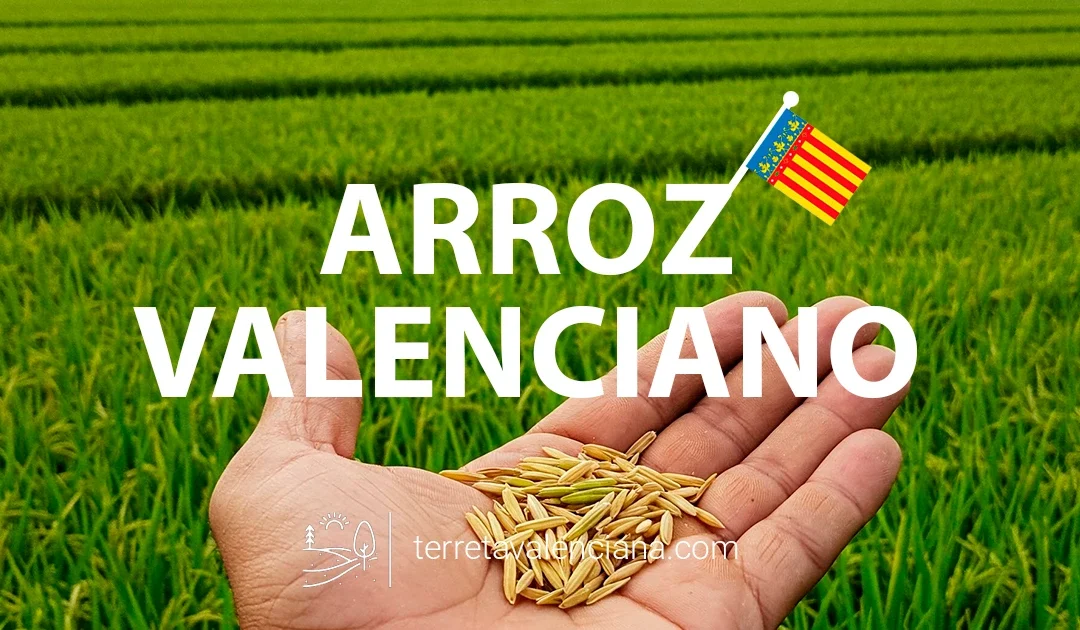 Arroz Valencia Terreta Valenciana Autóctono Calidad