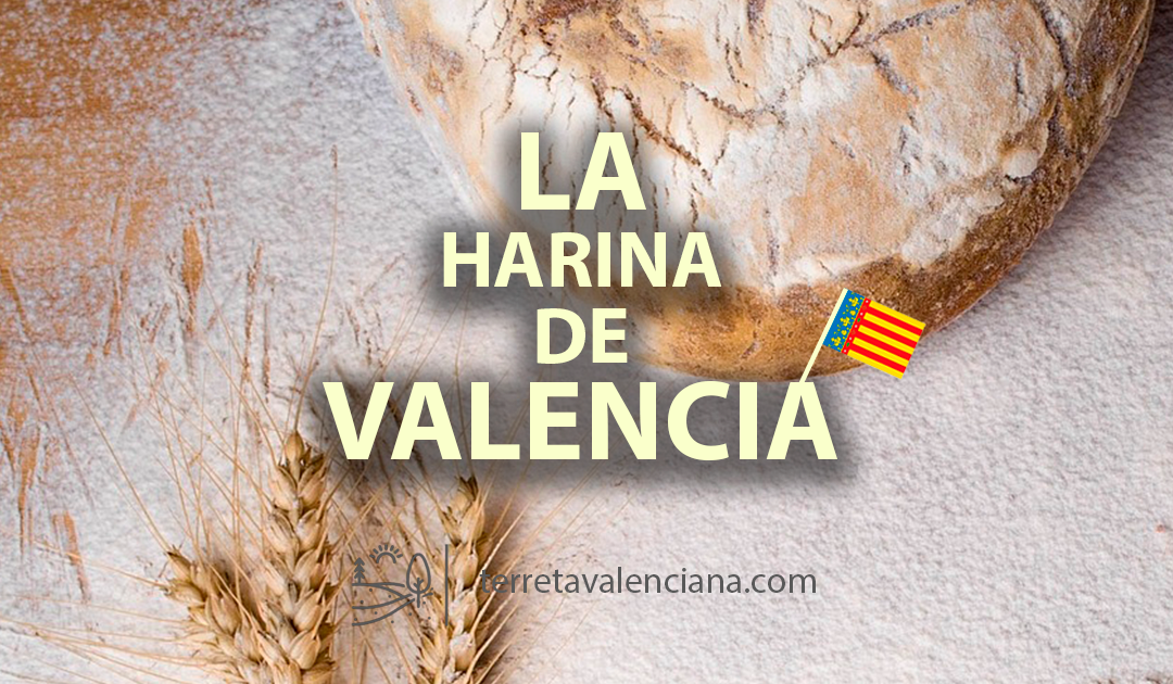 La harina de Valencia, propiedades y usos