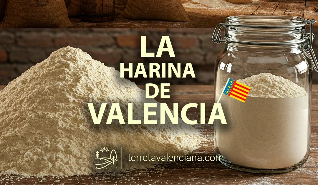 La harina de Valencia, propiedades y usos